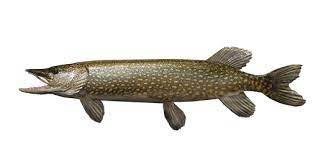 Pike